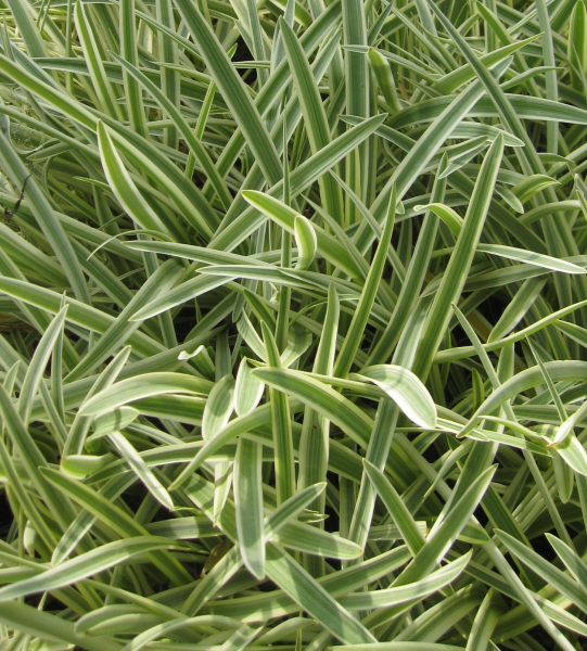 Agapanthus africanus Tinkerbell 1