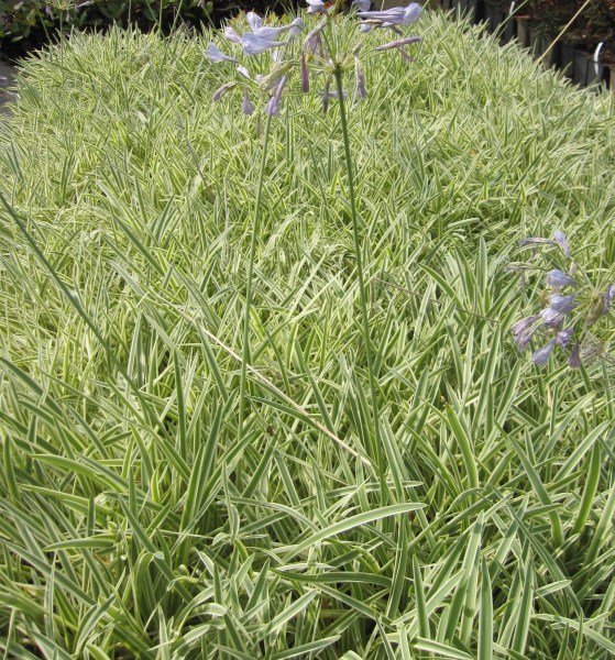 Agapanthus africanus Tinkerbell 3