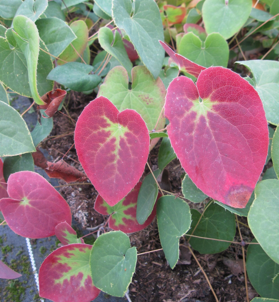Schwarzmeer-Elfenblume - Epimedium pinnatum ssp. corchicum - Blattschmuckpflanze