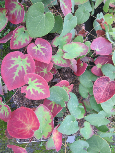 Schwarzmeer-Elfenblume - Epimedium pinnatum ssp. corchicum - Blattschmuckpflanze