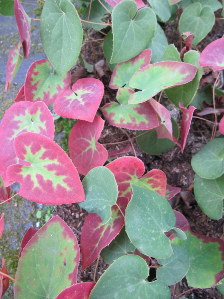 Schwarzmeer-Elfenblume - Epimedium pinnatum ssp. corchicum - Blattschmuckpflanze