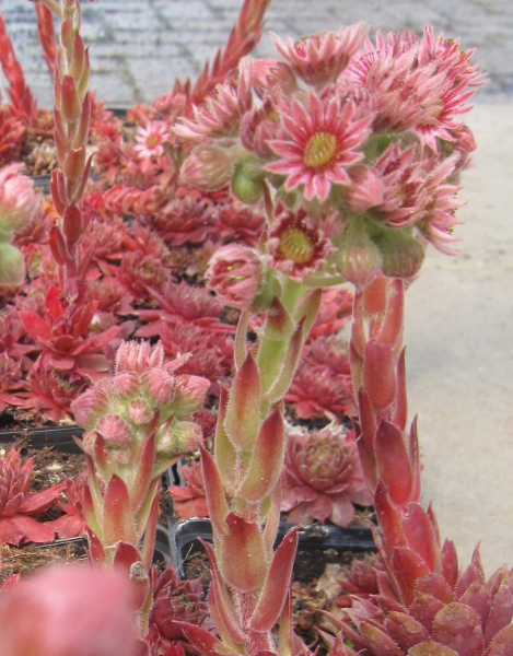 Sempervivum Bronco 2