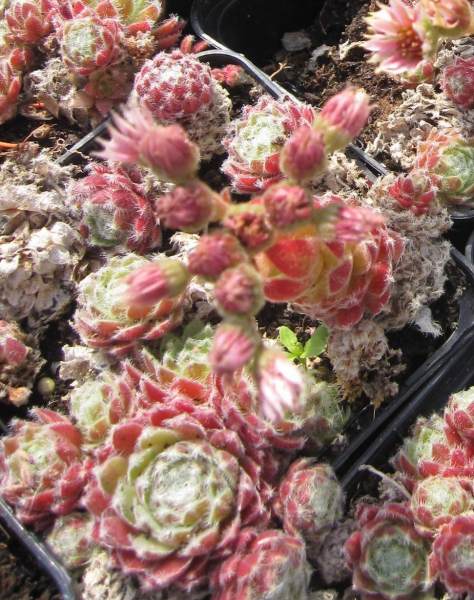 Sempervivum Silver Thaw 1