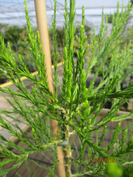 Riesenmammutbaum Lightning Green