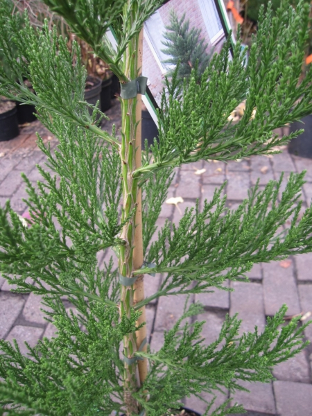 Sequoiadendron giganteum Greenpeace2