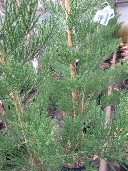 Sequoiadendron giganteum Greenpeace3
