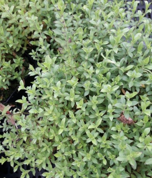 Silene schafta Splendens 2