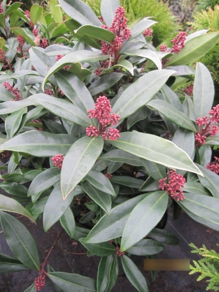 Skimmia reevesiana Fata Morgana 1