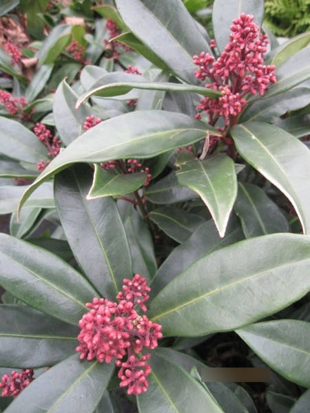 Skimmia reevesiana Fata Morgana2