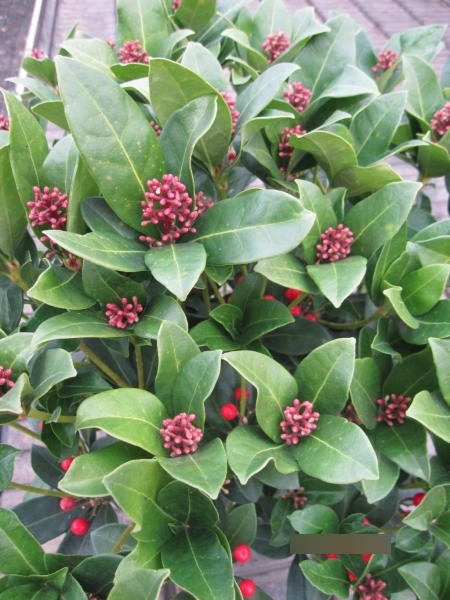 Skimmia japonica Olympic Flame 2