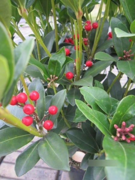 Skimmia japonica Olympic Flame 3