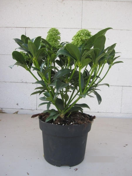 Skimmia japonica White Globe3