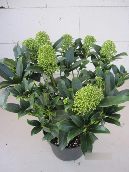 Skimmia japonica White Globe2