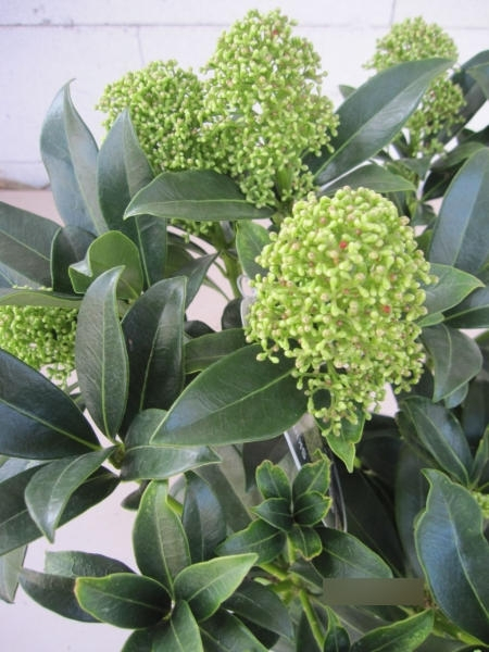 Skimmia japonica White Globe1