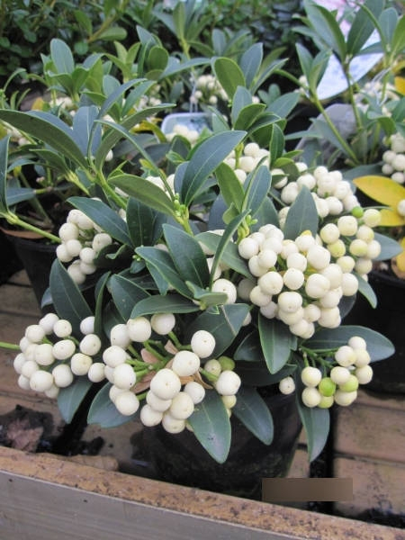 Skimmia japonica fructu albo1