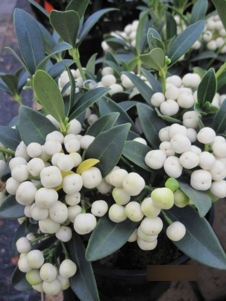 Skimmia japonica fructu albo2