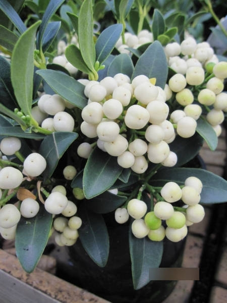 Skimmia japonica fructu albo4