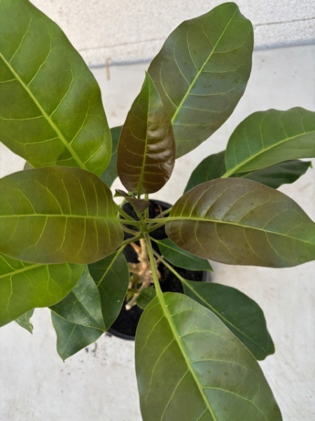 Solandra maxima 4
