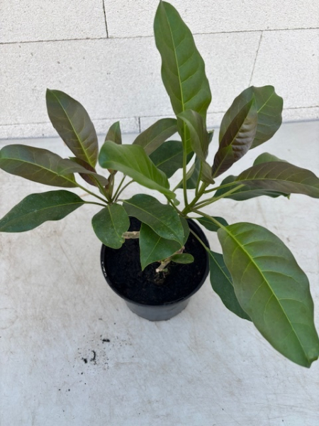 Solandra maxima 3