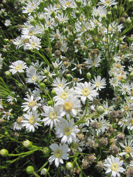 Hochland-Aster 2