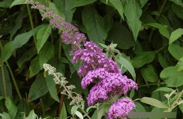 Sommerflieder Reve de Papillon 2