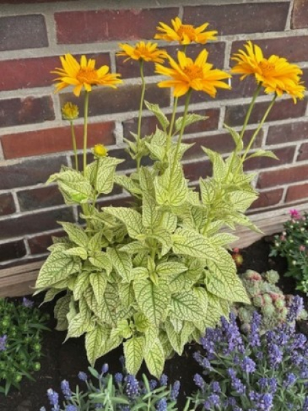 Sonnenauge Helikon - Heliopsis helianthoides - Bienenmagnet - Blattschmuckpflanze
