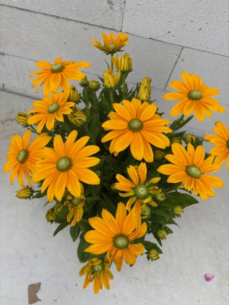 Rudbeckia - Sunbeckia® Ophelia 2