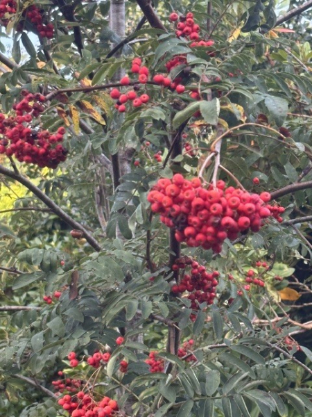 Sorbus aucuparia 3
