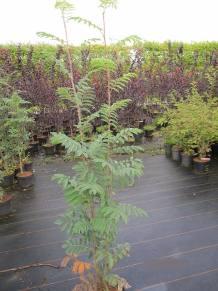 Sorbus aucuparia Edulis 2