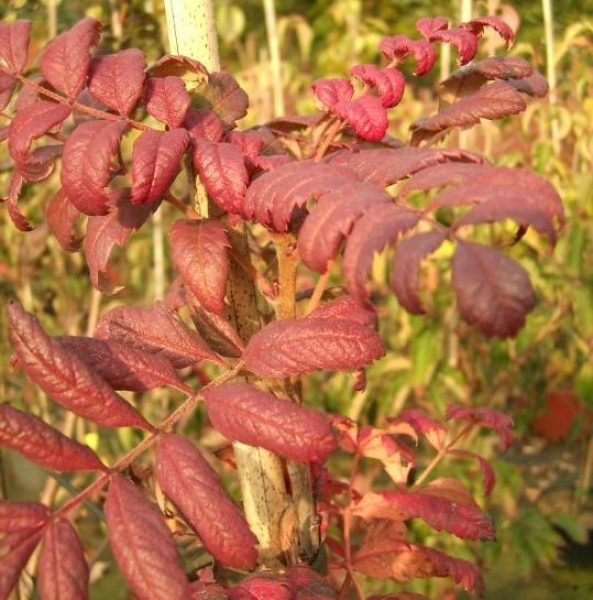 Sorbus domestica 1