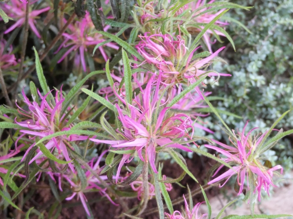 Rhododendron macrosepalum Linerarifolium