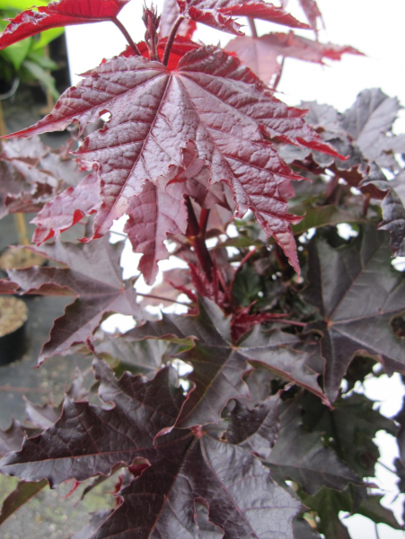 Hochstamm Spitzahorn Crimson Sentry 2