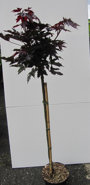Hochstamm Spitzahorn Crimson Sentry 3