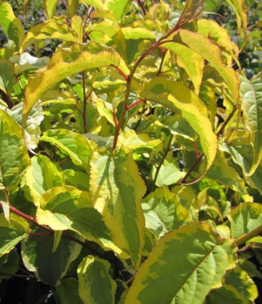 Stachyurus chinensis Joy Forever 1