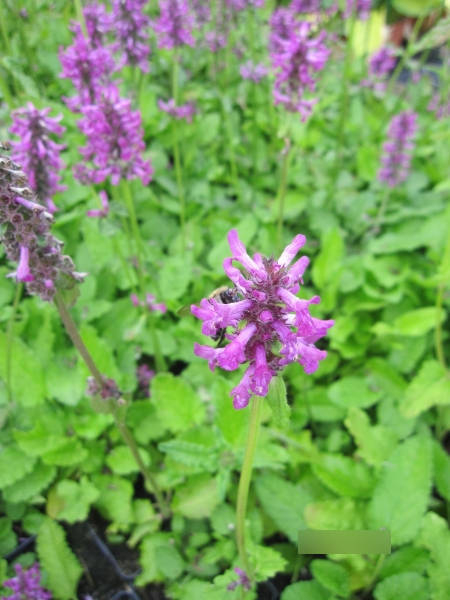 Stachys monnieri Hummelo 2