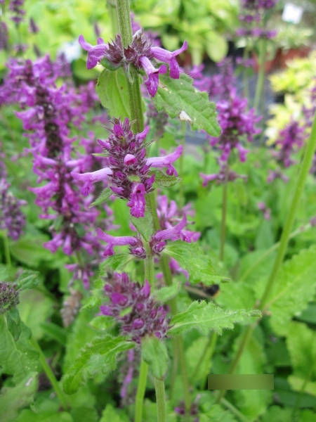 Stachys monnieri Hummelo 3
