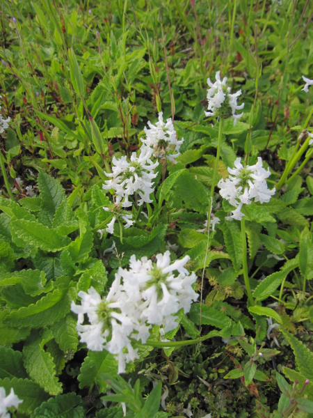 Stachys officinalis Alba 2