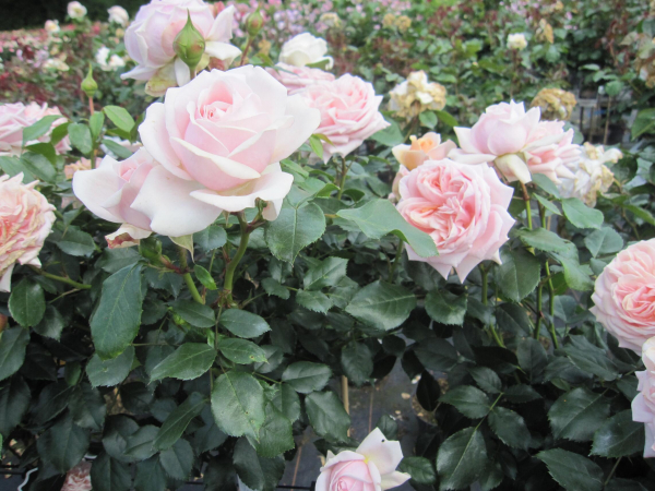 Stammrose Garden of Roses 3