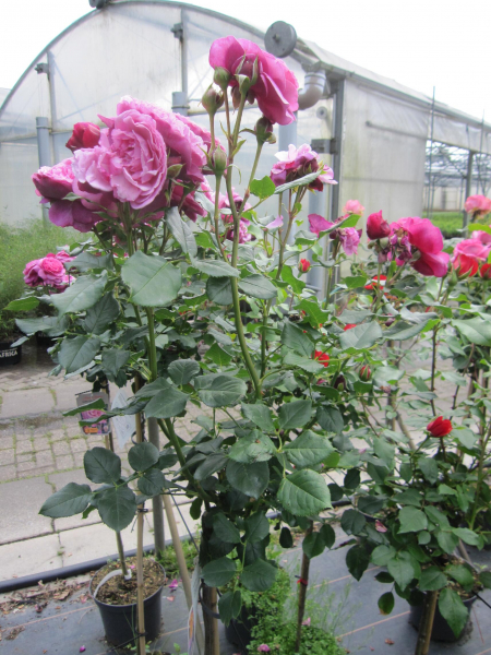 Rosa Kaffe Fassett Rose 5