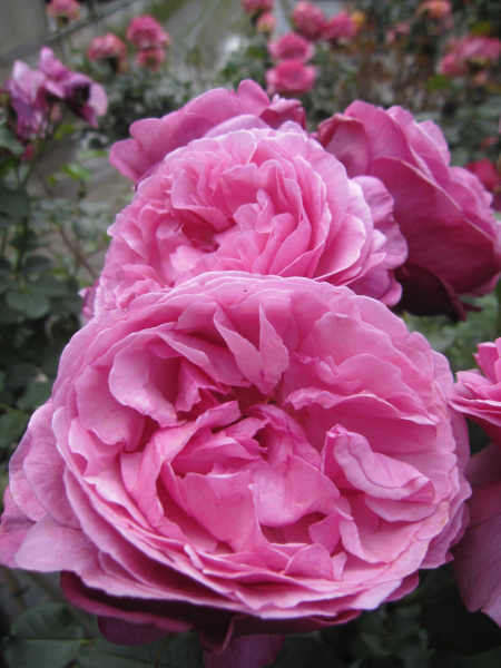 Rosa Kaffe Fassett Rose 4
