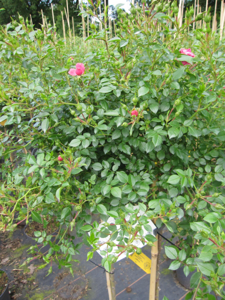 Stammrose Knirps 2