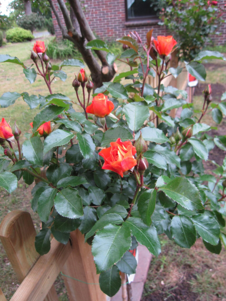 Stammrose Mango 2