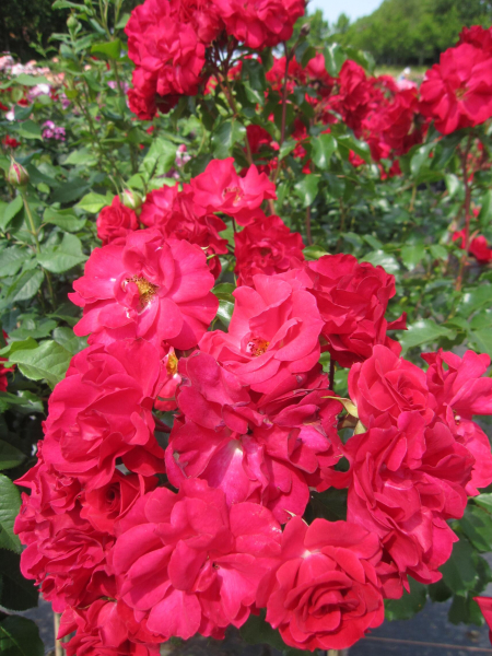 Stammrose Rotilia 1