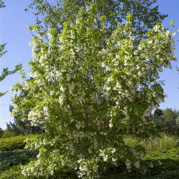 Staphylea colchica  2