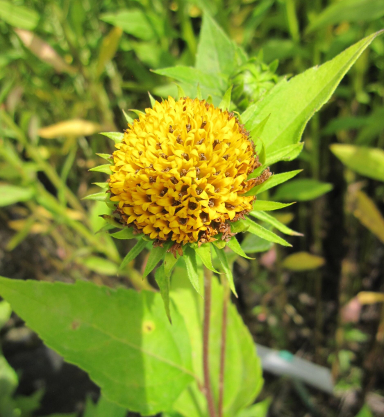 Stauden-Sonnenblume Meteor 3