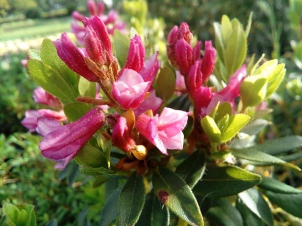 Bewimperte Alpenrose / Steinrose  - Rhododendron hirsutum