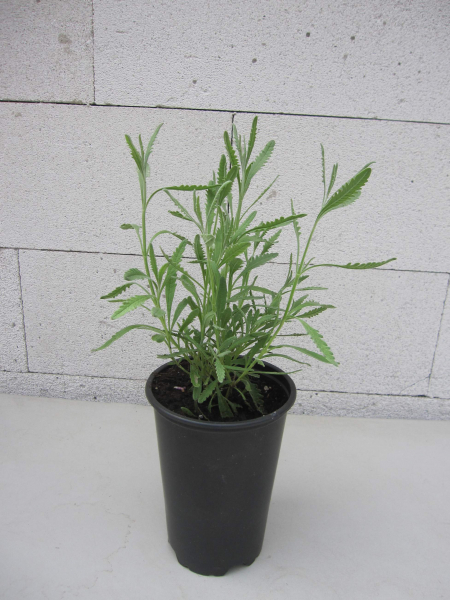 Strauch-Lavendel 1