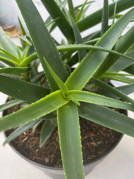 Aloe striatula 3