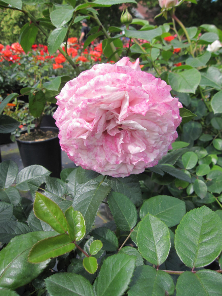 Strauchrose Bremer Stadtmusikanten 3