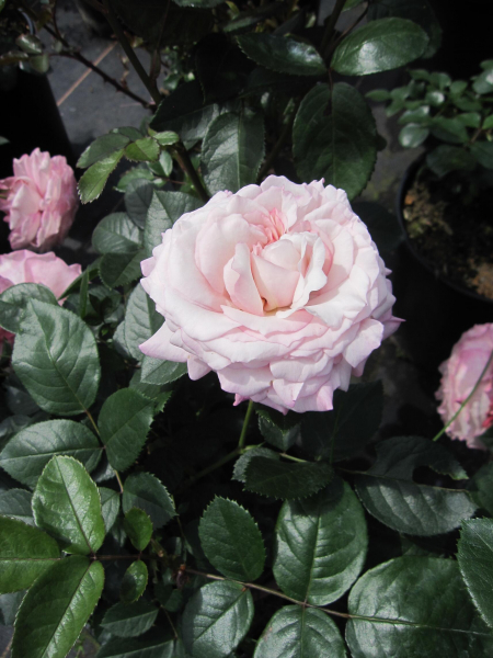 Strauchrose Bremer Stadtmusikanten 4